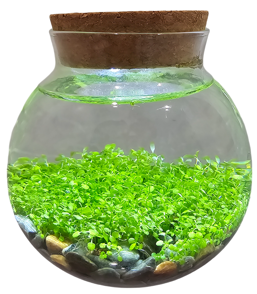 WaterPlants- Grow Lush Aquatic Plants from Seed! Thrives With Minimal Care