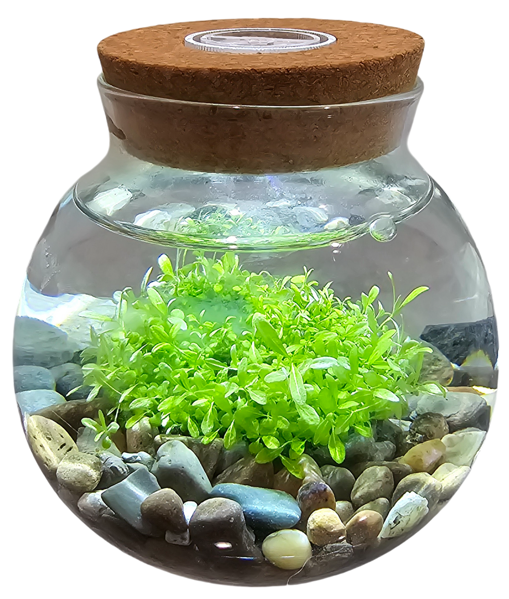 WaterPlants- Grow Lush Aquatic Plants from Seed! Thrives With Minimal Care
