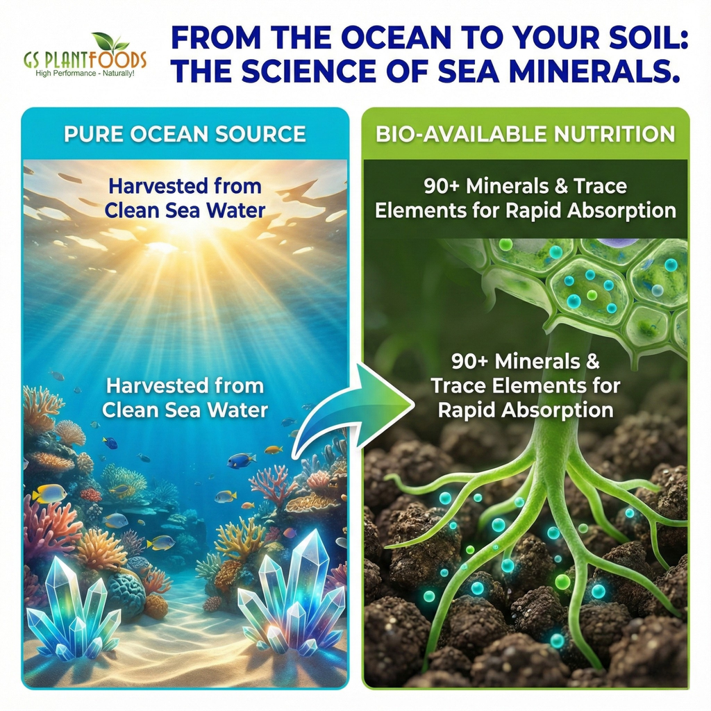 Ocean Magic Sea Minerals