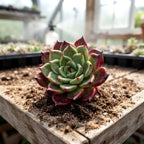 Rare Succulent Echeveria 'Midnight Beauty' 2"-2.5" Live Plant - Collectible Home Plant, Office Accent, Holiday Decorations, Wedding Favors