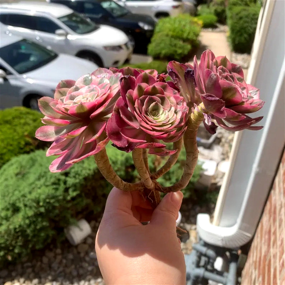 Premium Rare Live Succulent - Aeonium 'Pink Witch' Variegated - 4-5 Heads Clump-forming Plant - Perfect as Wedding Favors or Indoor Decor