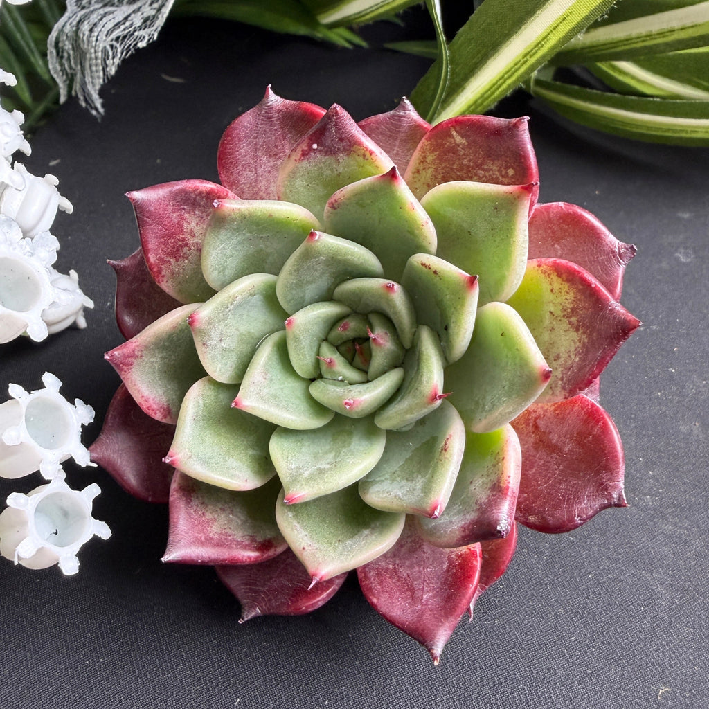 Rare Succulent Echeveria 'Midnight Beauty' 2"-2.5" Live Plant - Collectible Home Plant, Office Accent, Holiday Decorations, Wedding Favors