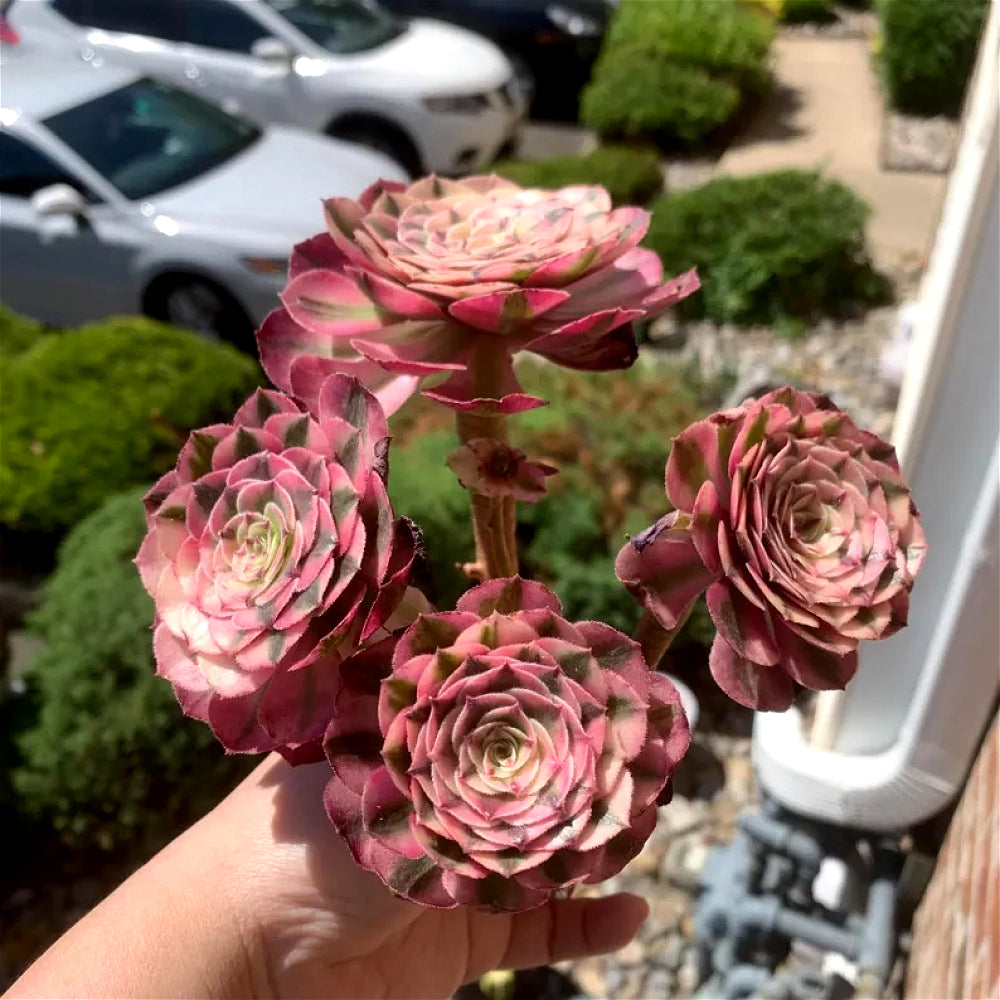 Premium Rare Live Succulent - Aeonium 'Pink Witch' Variegated - 4-5 Heads Clump-forming Plant - Perfect as Wedding Favors or Indoor Decor