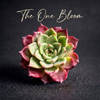 Rare Succulent Echeveria 'Midnight Beauty' 2"-2.5" Live Plant - Collectible Home Plant, Office Accent, Holiday Decorations, Wedding Favors