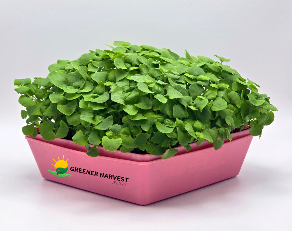 Gourmet Harvest Bundle
