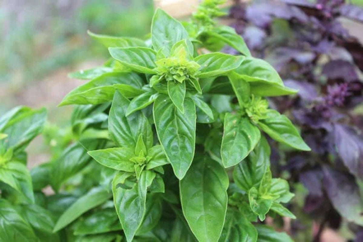 Sweet Italian Basil Live Plant – Multiple Rooted Bundles, Organic Herb for Cooking, Pesto, Garden, Indoor & Outdoor Growing, Ocimum basilicum — product image