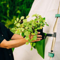 Bloom Hanging Planters