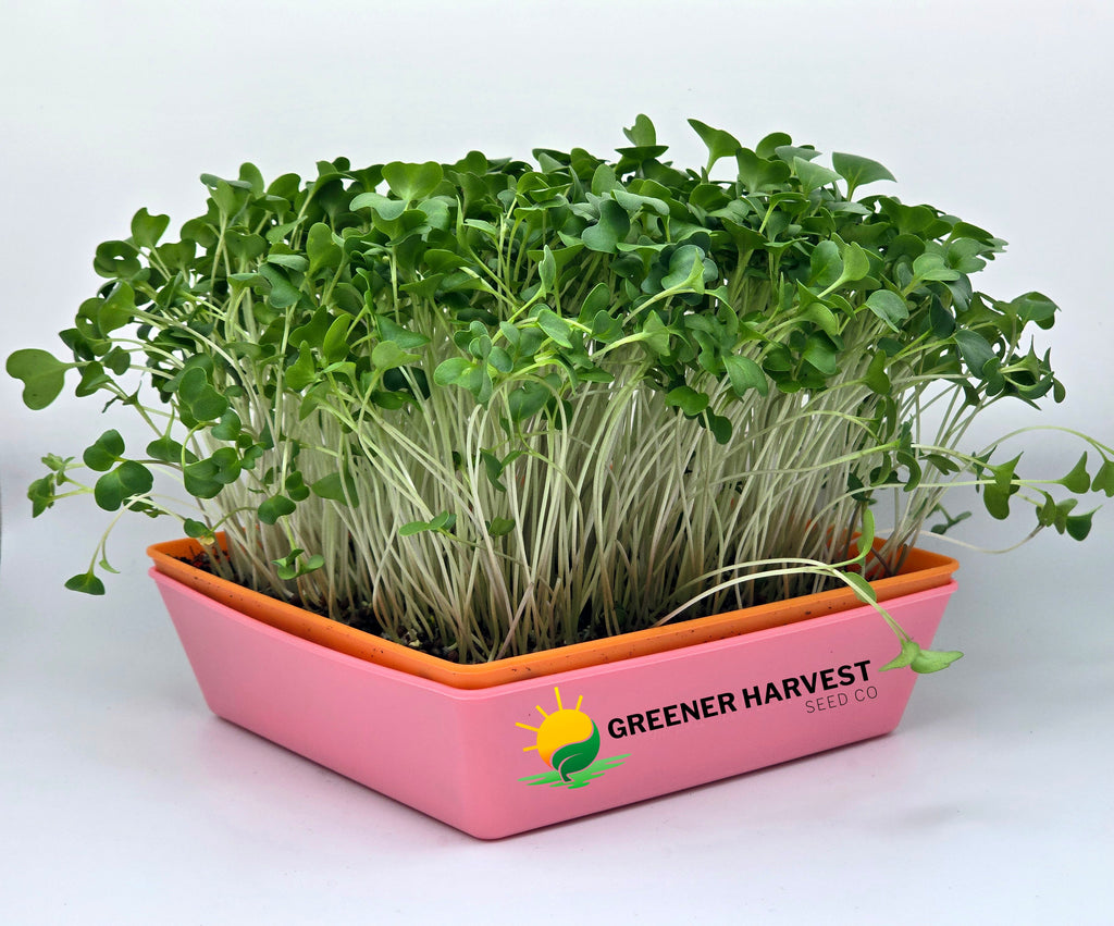 First Harvest Bundle