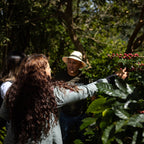 Honduras Montecillos Catuai Washed – Medium Roast Specialty Coffee