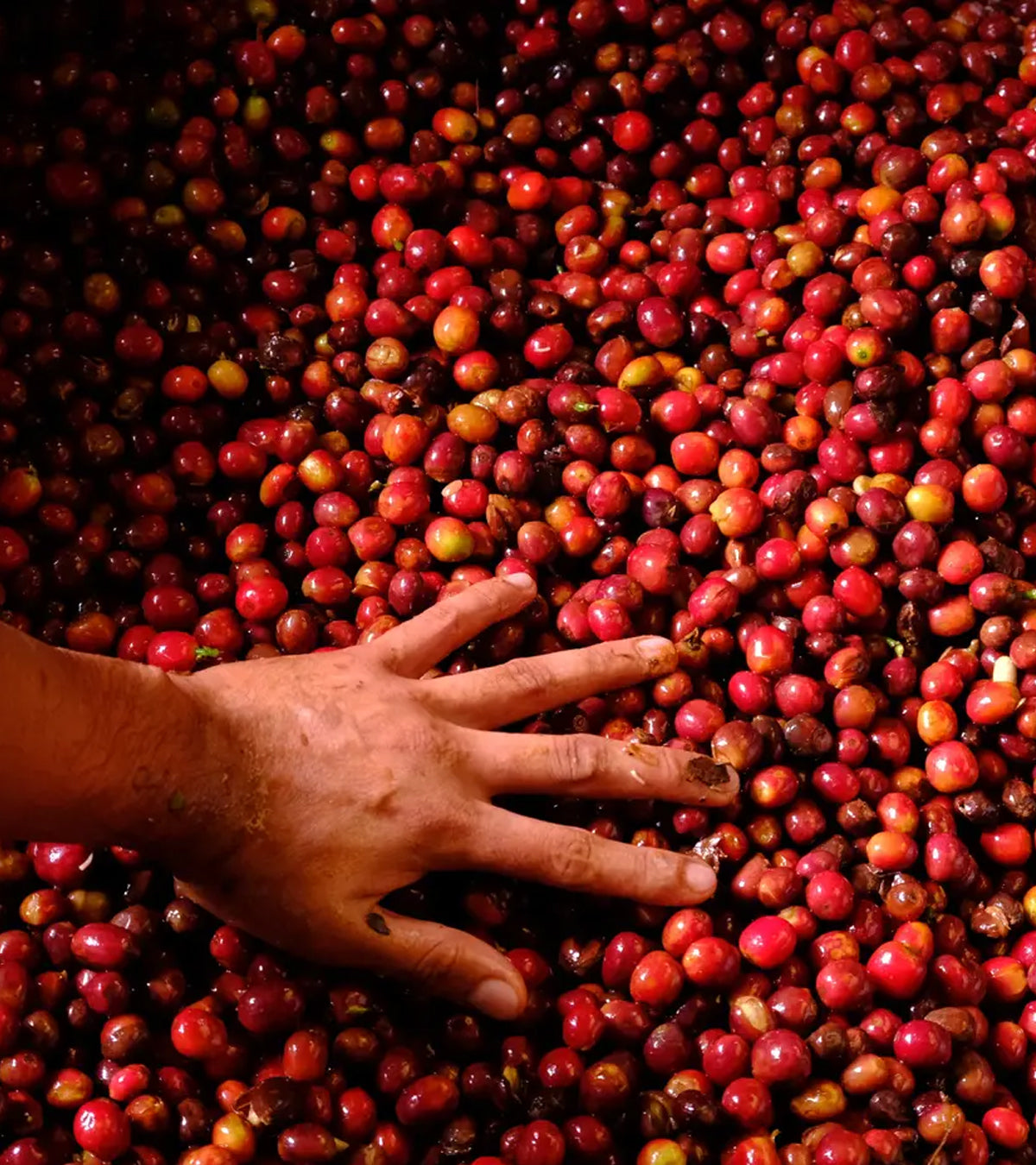 Finca El Paraíso | Lychee Peach | Sugarcane EA Decaf | Colombia