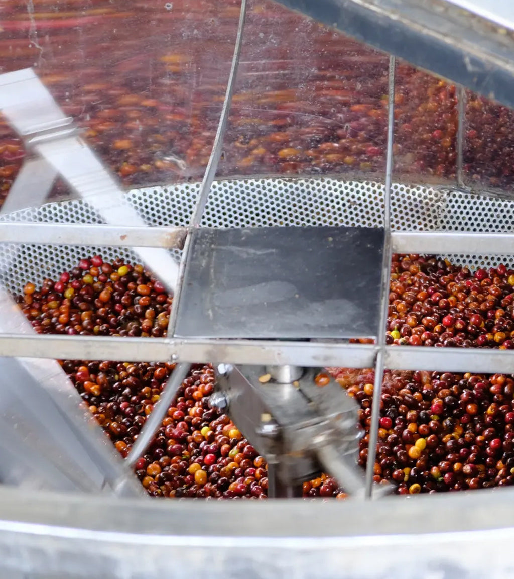 Finca El Paraíso | Lychee Peach | Sugarcane EA Decaf | Colombia