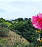 Finca El Paraíso | Lychee Peach | Sugarcane EA Decaf | Colombia