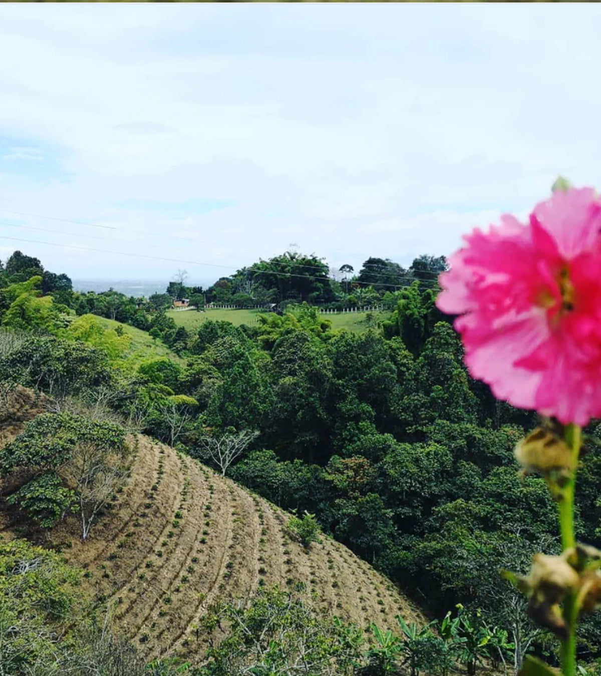 Finca El Paraíso | Lychee Peach | Sugarcane EA Decaf | Colombia