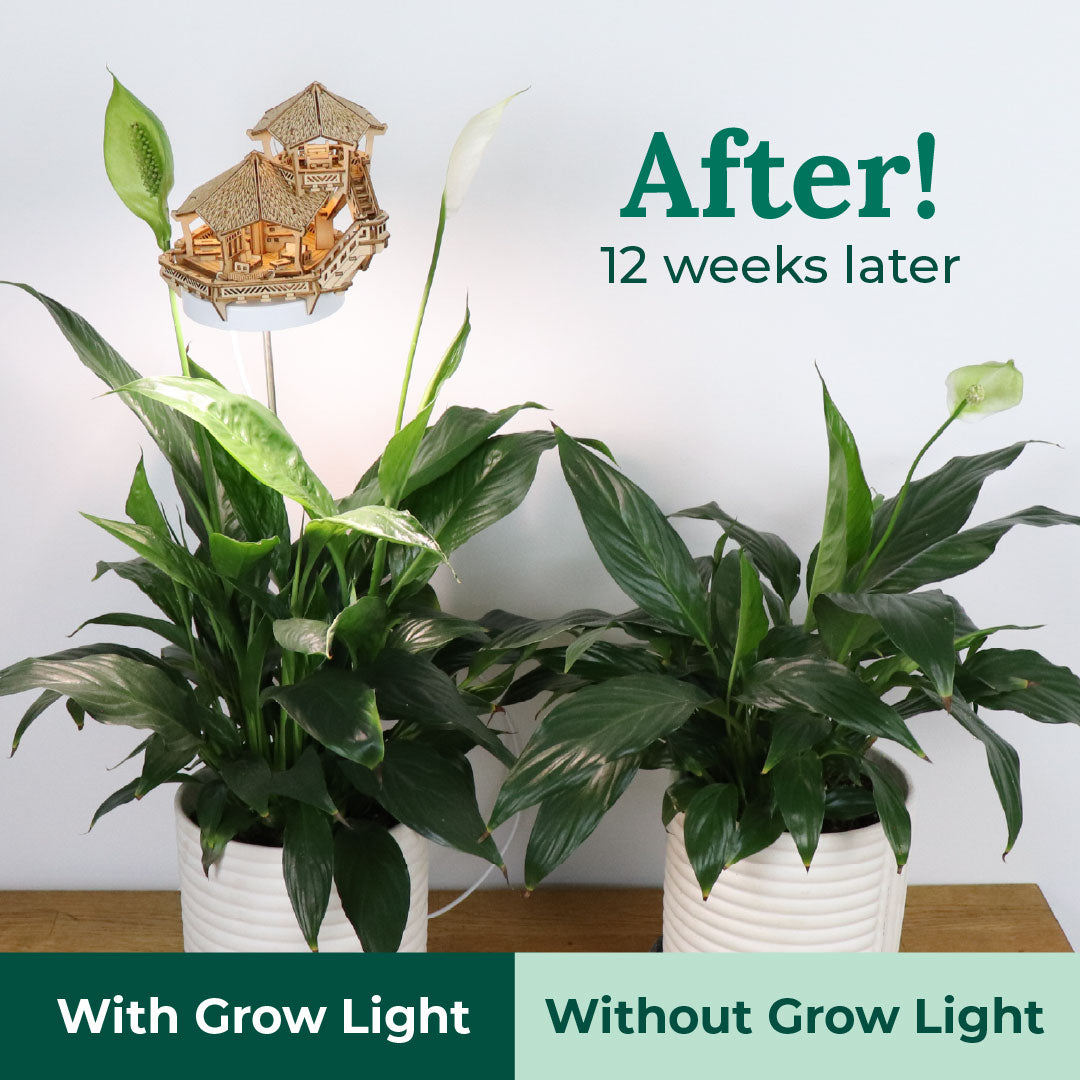 Island Cabana + Grow Light
