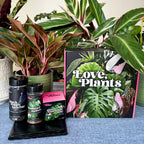 Houseplant Repotting Kit