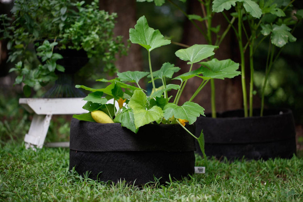 Smart Pot Fabric Grow Bag – Breathable Root-Pruning Planter