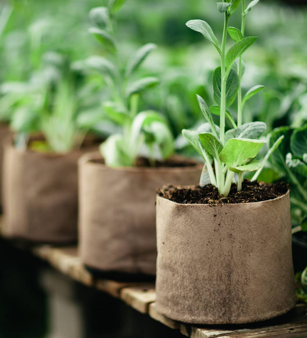 Smart Pot Fabric Grow Bag – Breathable Root-Pruning Planter
