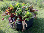 Smart Pot Round Raised Bed