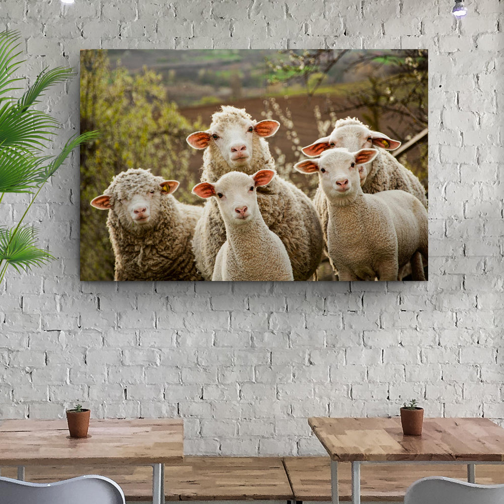 Curious Sheep Canvas Wall Art