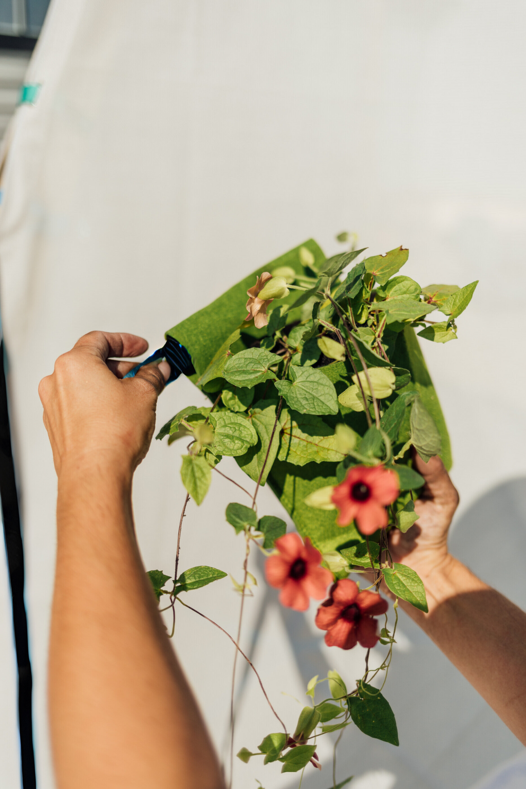 Bloom Hanging Planters