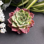Rare Succulent Echeveria 'Midnight Beauty' 2"-2.5" Live Plant - Collectible Home Plant, Office Accent, Holiday Decorations, Wedding Favors