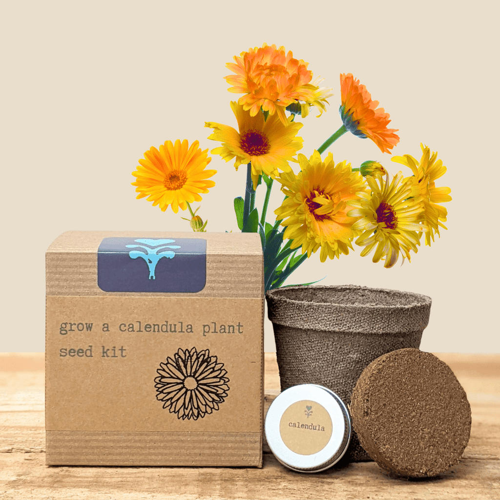 Calendula Beginner Grow Kit — product image