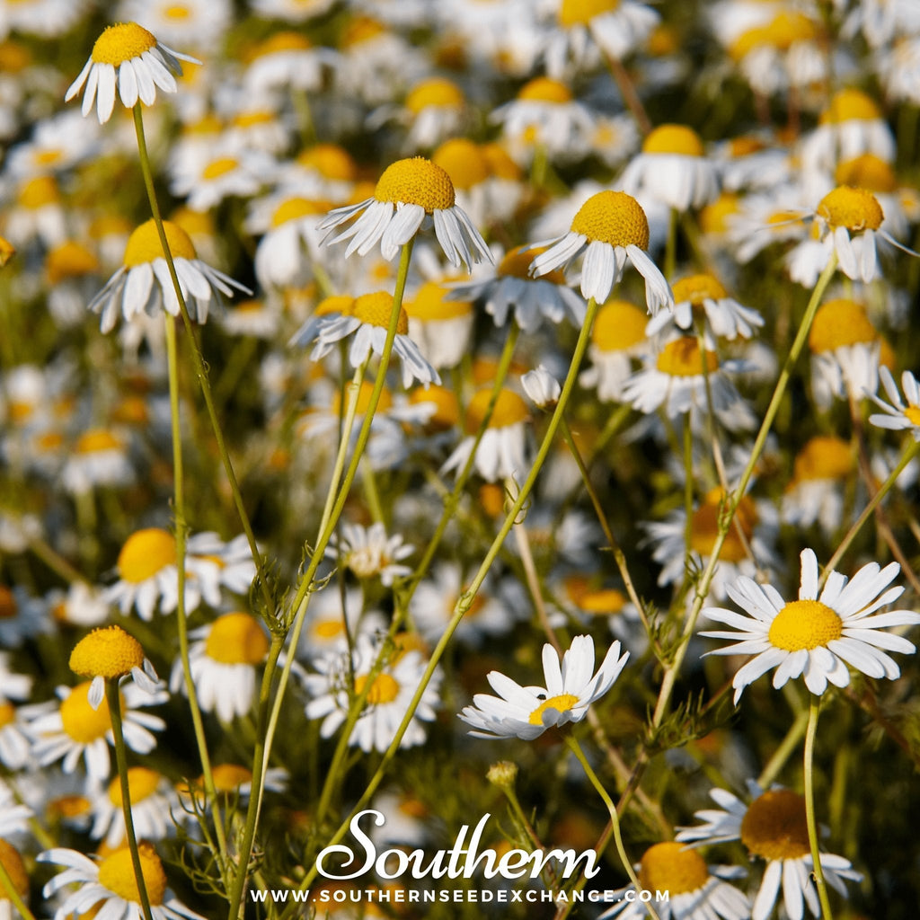 German Chamomile – 200 Seeds
