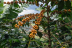 Brazil Serra Negra Natural
