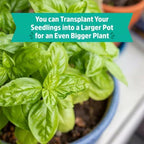 Wellness Grow Kit Basil Indoor Herb Garden Hydroponic System 0.76lb