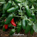 Jalapeño Early Pepper – 25 Seeds