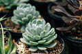 Live Mountain Rose Succulent Plant in 2-Inch Pot | Greenovia dodrantalis | Unique Rose-Shaped Rosettes, Compact Indoor & Container Plant