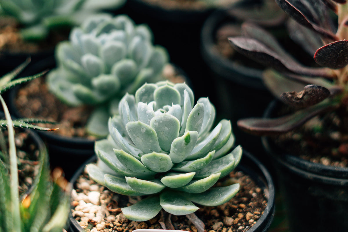 Live Mountain Rose Succulent Plant in 2-Inch Pot | Greenovia dodrantalis | Unique Rose-Shaped Rosettes, Compact Indoor & Container Plant