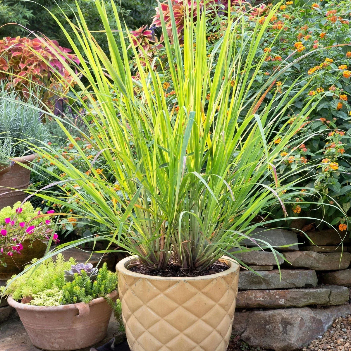 Set of 2 Lemongrass Rooted Plants – Edible Live Herb Cymbopogon citratus – Easy to Grow, Indoor or Outdoor