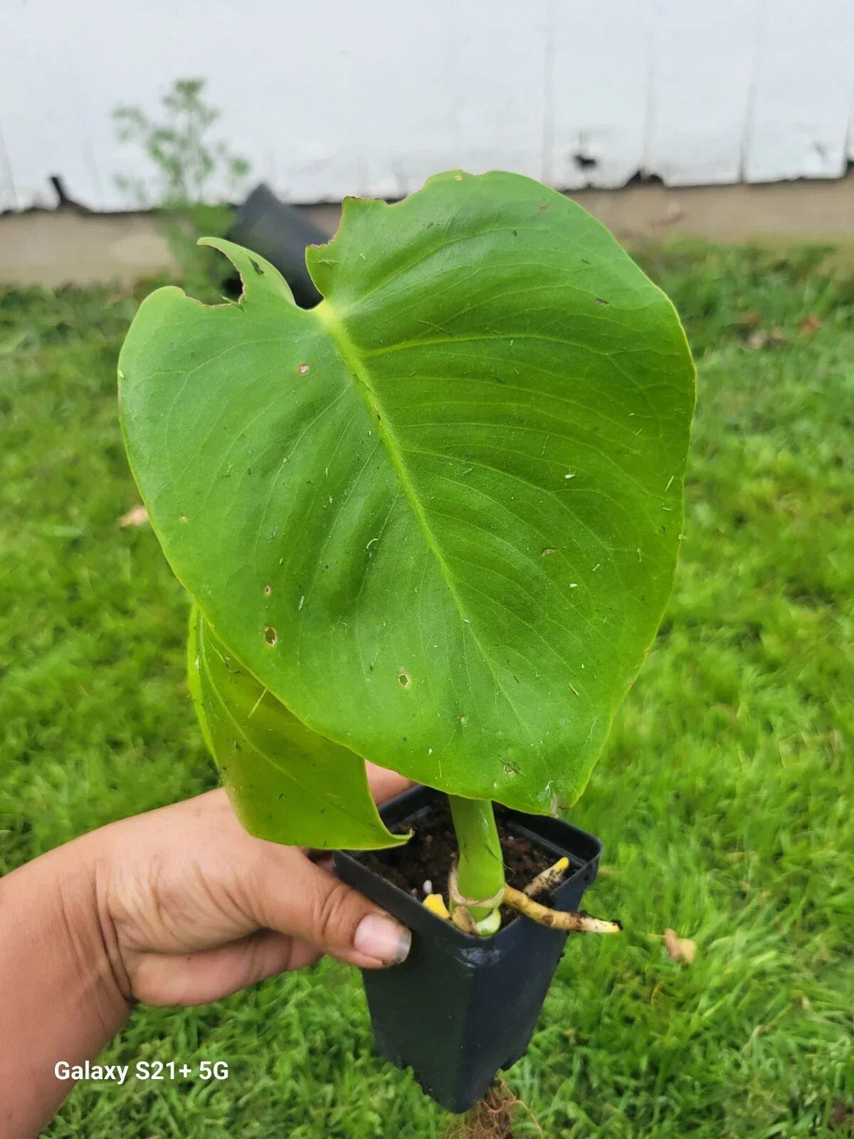 Monstera Deliciosa Plant | Small Indoor Houseplant | Tropical Greenery | Split Leaf Philodendron | Live Starter Plant
