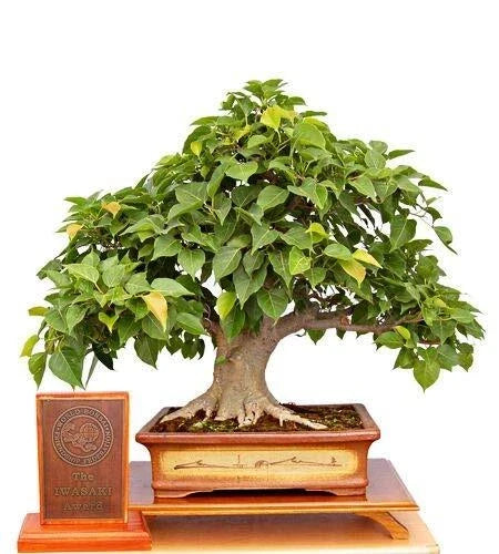 Sacred Fig Bonsai Tree Seeds - 25+ Seeds - Ficus Religiosa, Sacred Ficus Tree, Indoor Plant, Bonsai Gardening Supplies — product image
