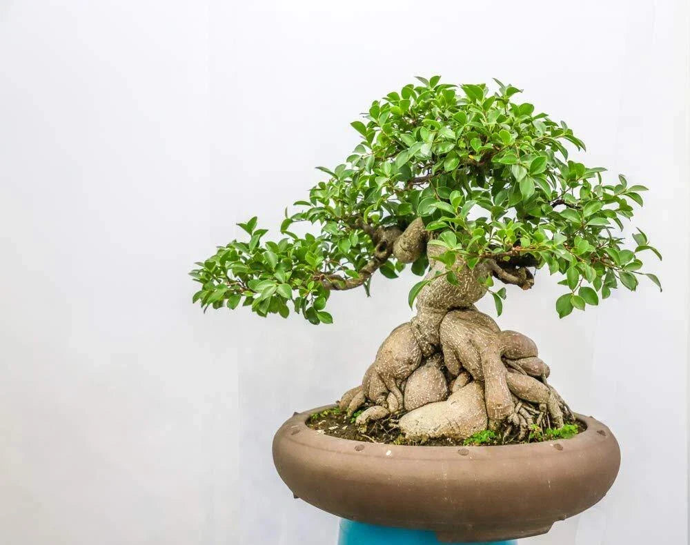 Ficus Bonsai Tree Seeds - 25 Pack Indoor Plant Ficus retusa Easy Care Gardening Supplies — product image