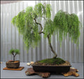 Live Dwarf Australian Weeping Willow Bonsai Tree - Salix babylonica 'Crispa' Indoor/Outdoor Starter Plant