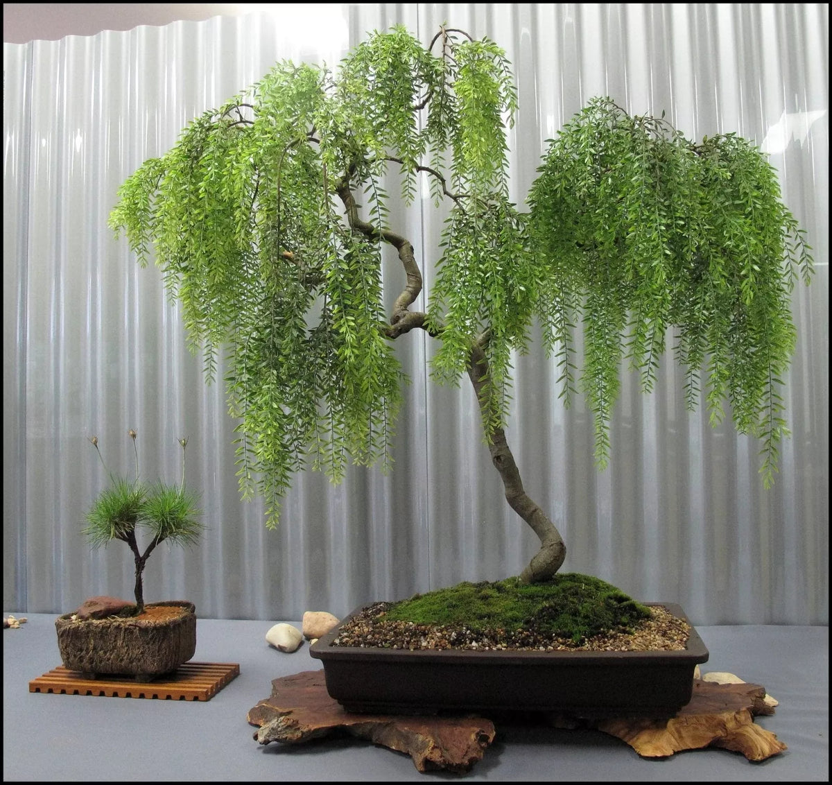 Live Dwarf Australian Weeping Willow Bonsai Tree - Salix babylonica 'Crispa' Indoor/Outdoor Starter Plant