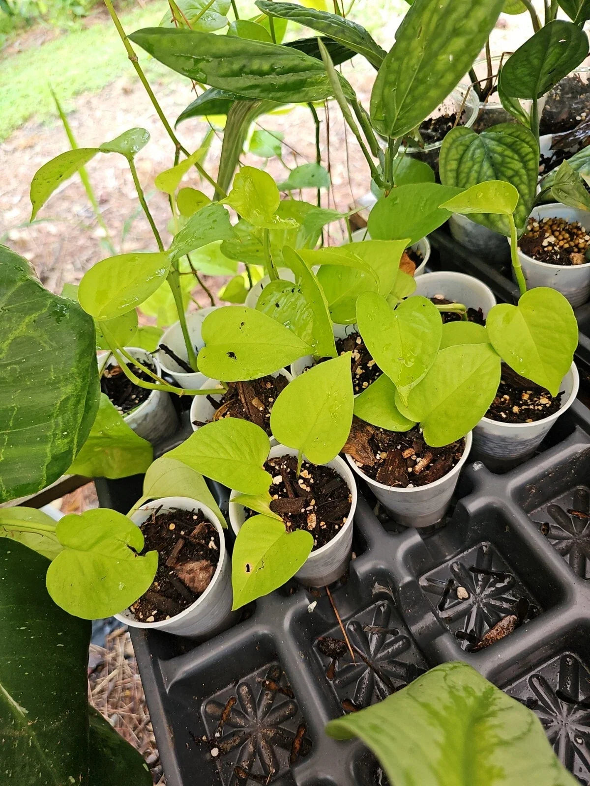 Rooted Neon Pothos Plant 2.5" Pot - Epipremnum aureum, Indoor Houseplant, Live Greenery, Low Light Tolerant