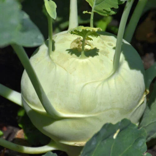 Kohlrabi Starter Plants Set of 2 – Brassica oleracea var. gongylodes, Live Garden Plants, Fresh Green Vegetables