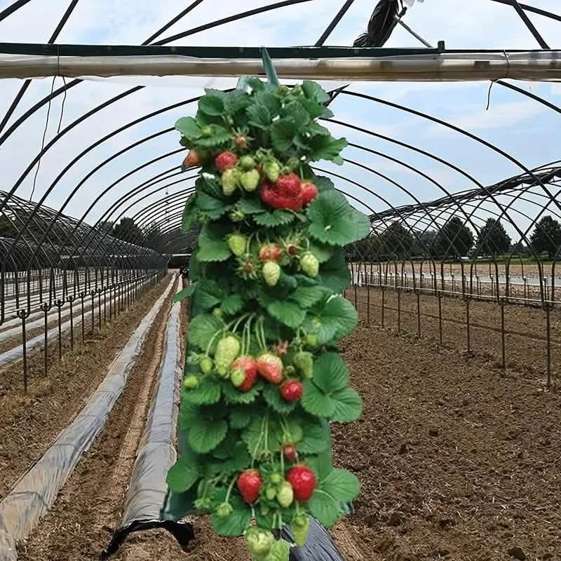 Upside Down Tomato Grow Bag