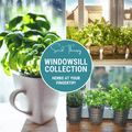 Windowsill Herb Seed Collection – 6 Culinary Herbs — product image